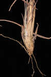 Wetand white bluestem